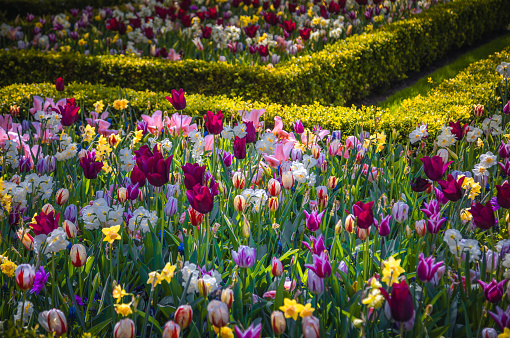 Hampton Court Garden in spring, London, UK