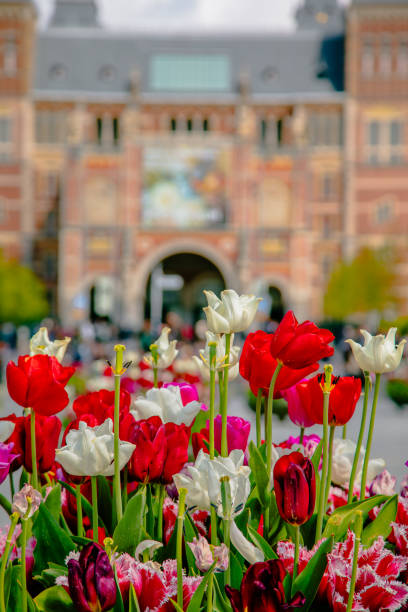 istock Tulips and Amsterdam 2038747790