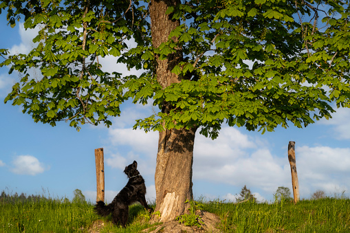 Black dog standing under chestnut tree in field landscape, wide shot side view