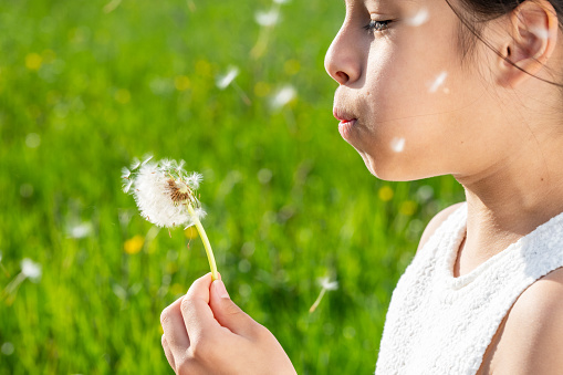 Girl blowing dandelion seed in green meadow field in summer, close up side view