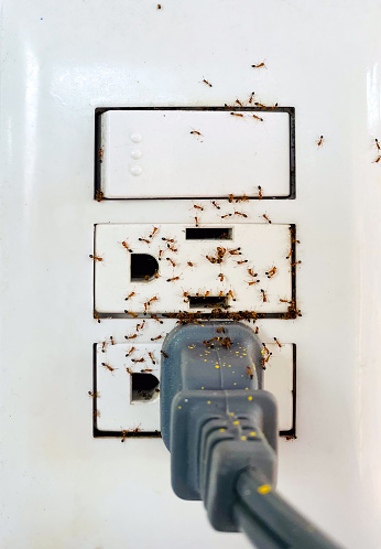 Ant infestation in an electrical outlet for home pest control concept