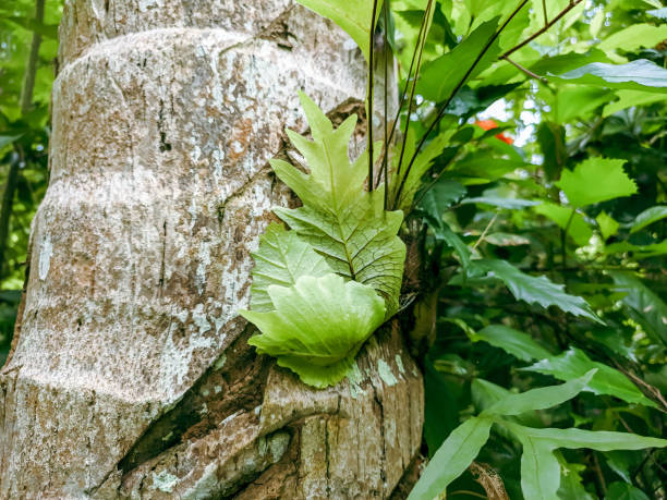 istock Drynaria Quercifolia plants that grow on tree trunks, ferns attached to tree trunks 2038863901