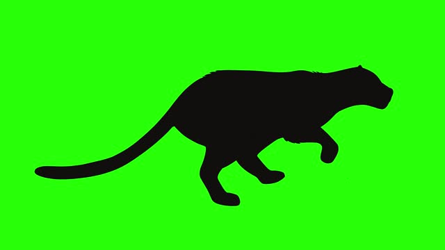 Black cat silhouette on green screen animation.