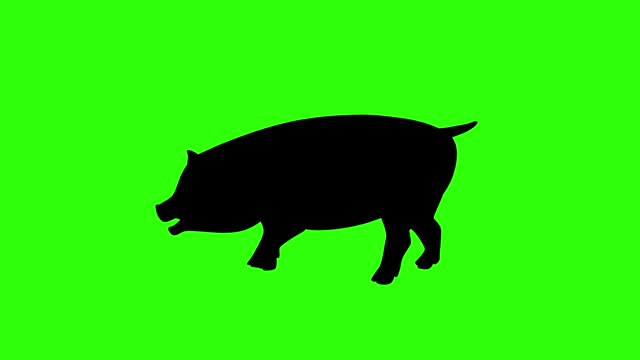 Pig Walk cycle Silhouette animation.