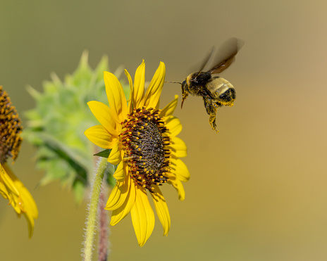 Bumblebee pollinating a native sunflower