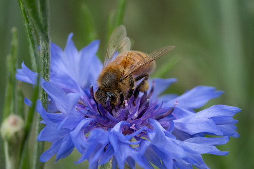 Bee Pollinating a Cornflower
