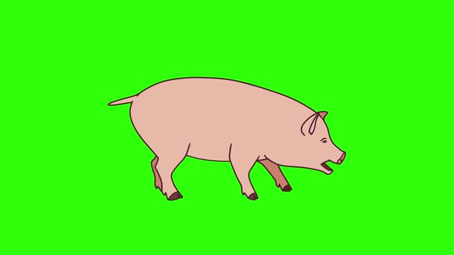 Pig Cartoon Character Walk Green Screen Animation.