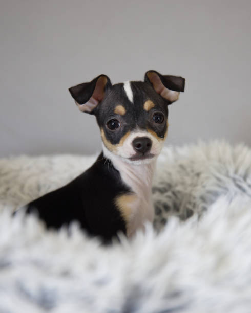 istock Cute Chihuahua puppy sitting in his bed in studio 2038893628