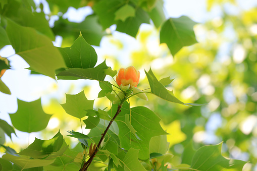 Liriodendron flowers in a botanical garden, North China
