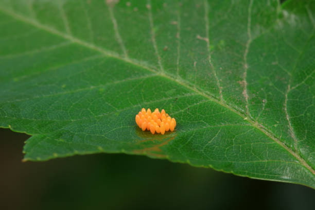 Insect eggs on wild plants, North China