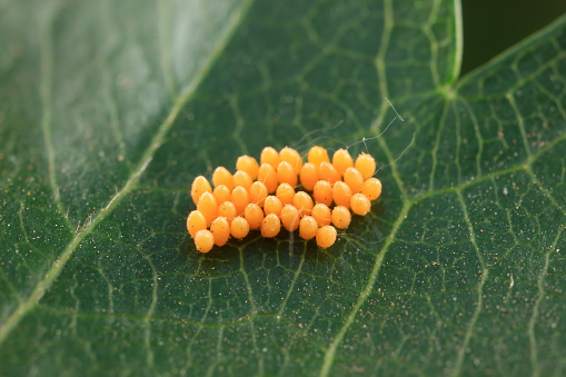 Insect eggs on wild plants, North China