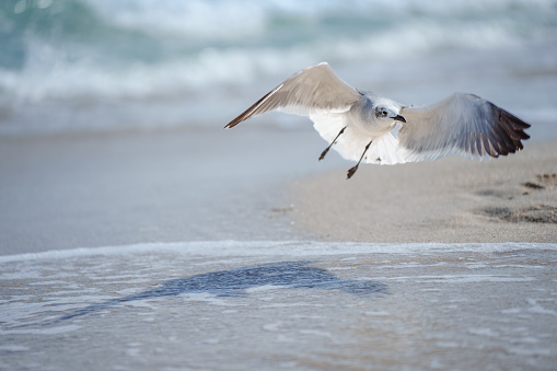 View of a seagull flying over the shallow ocean, landing in the sand on a beautiful day in Florida.