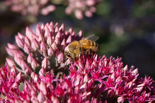 Bee navigating over Showy stonecrop