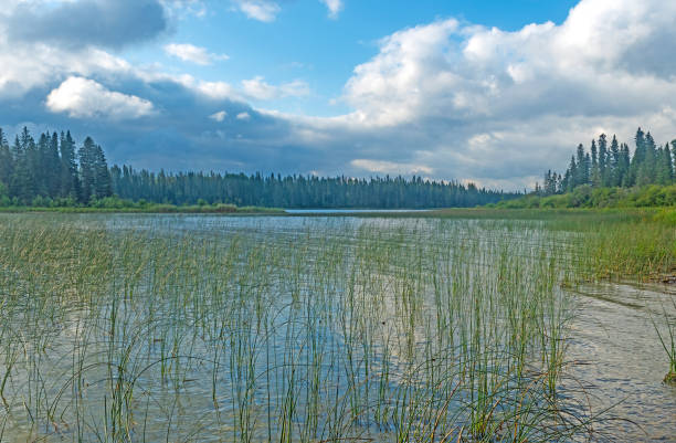 istock Grassy Shore on a Backcountry Lake 2038912437