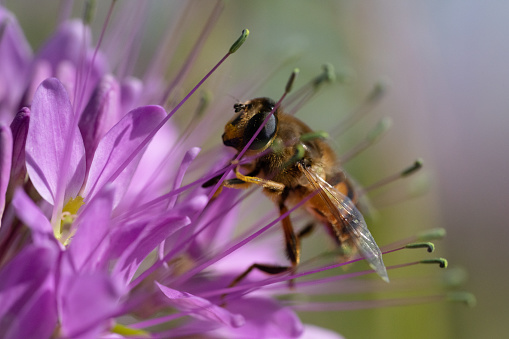 Bee navigating over clammyweed
