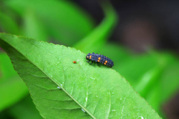 istock Ladybugs on wild plants, North China 2038917218