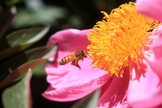 Bees gather honey on peony flowers, North China