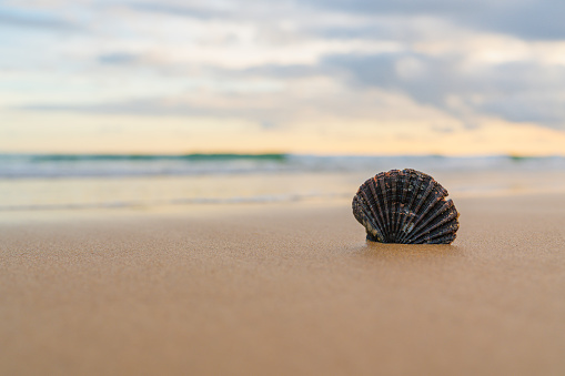 Solitary seashell sits prominently on the smooth sands against an ocean backdrop
