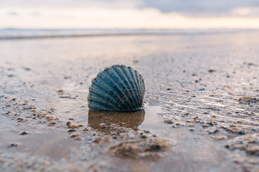 Solitary blue shell stands out on the wet sandy beach as the tide recedes