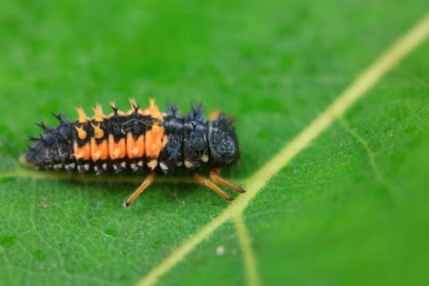 istock Ladybugs on wild plants, North China 2038919953
