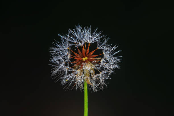 Wild plant seeds, North China