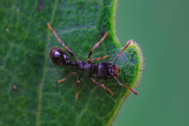 istock Ants in the wild, North China 2038931557