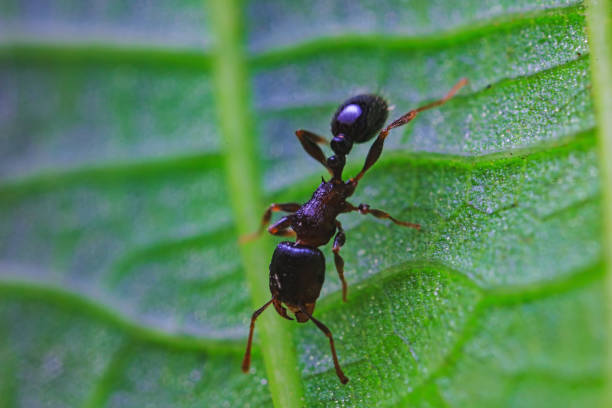 istock Ants in the wild, North China 2038936386