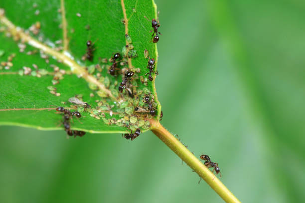 istock Ants in the wild, North China 2038937475