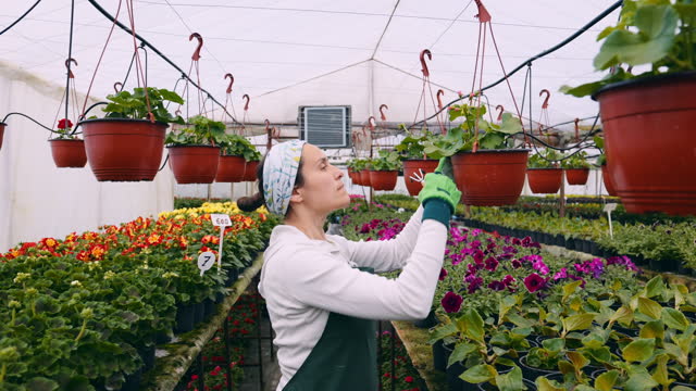 Woman gardener working in greenhouse. Smart farming.