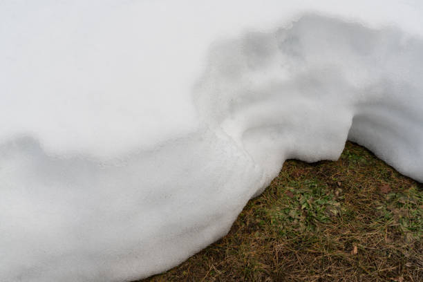 Accumulated snow that is melting