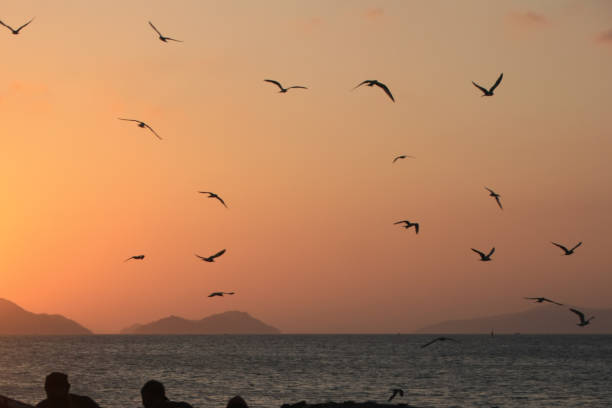 istock Seagulls fly low amidst the roar of the waves 2039012911