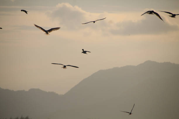 Seagulls fly low amidst the roar of the waves