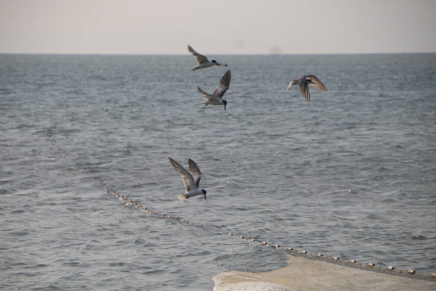 istock Seagulls fly low amidst the roar of the waves 2039035654