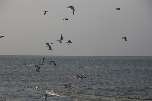 Seagulls fly low amidst the roar of the waves