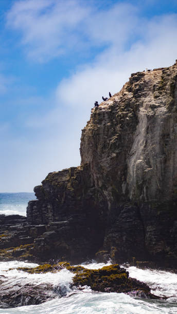 istock Birds over Punta de Lobos, Pichilemu 2039054894