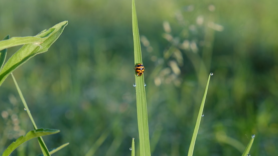 A ladybug is resting on the grass and enjoying the warmth of the morning sun