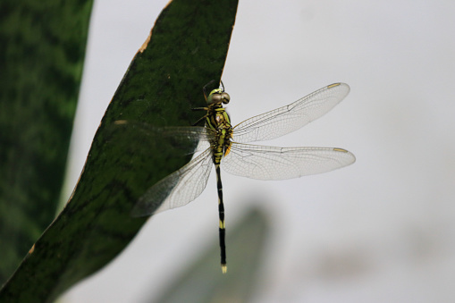A green dragonfly on a leaf in the jungle.