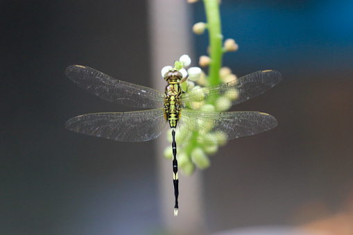 Close-up of an emperor dragonfly perched on a flower