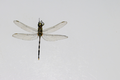 macro shot of dragonfly. isolated on white background