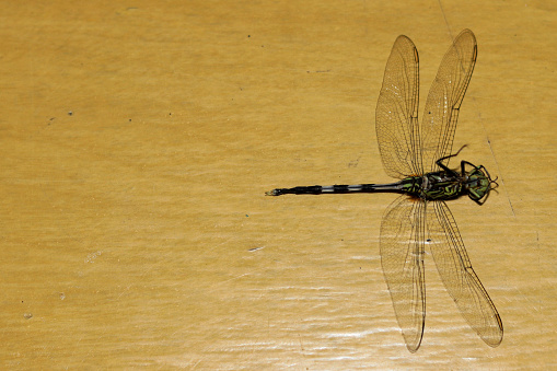 Close-up of an emperor dragonfly on a yellow background