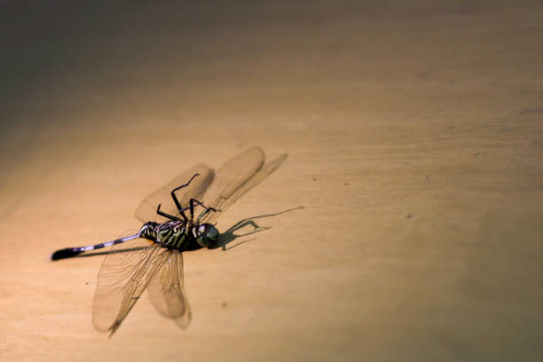 istock Close-up of emperor dragonfly 2039099364