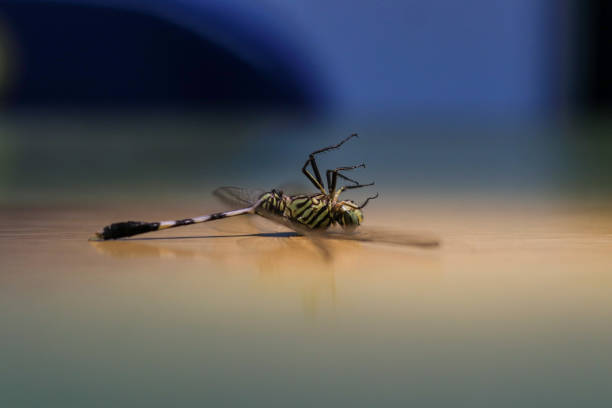 Close-up of an emperor dragonfly on a yellow background