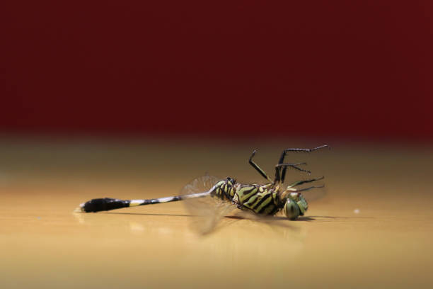 photo of a mini dragonfly fertilizing its partner by perching on the tip of grass