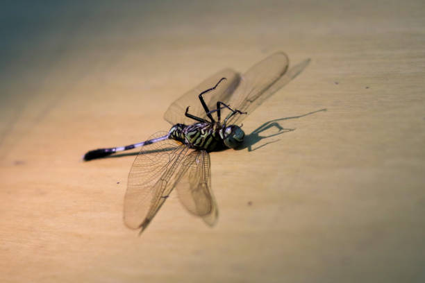 Close-up of an emperor dragonfly on a yellow background