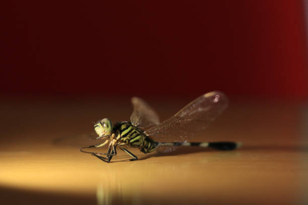 Close-up of an emperor dragonfly on a yellow background