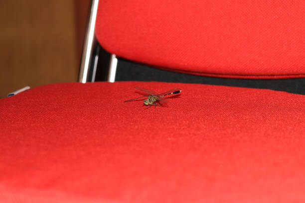 Close-up of an emperor dragonfly on a red background