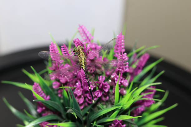Close-up of an emperor dragonfly perched on a flower