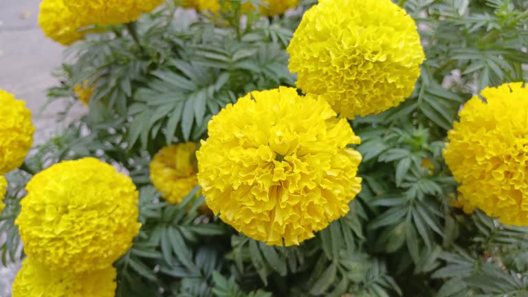 Close up of yellow marigolds in the garden in Mekong Delta Vietnam. The flowers bloom big and beautiful.