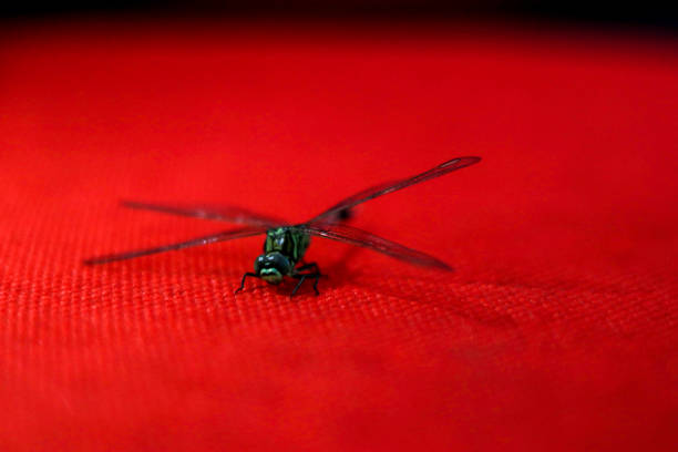 Close-up of an emperor dragonfly on a red background