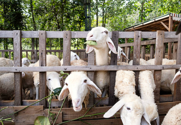 istock Sheep looking through a fence in sheepfold. 2039119315